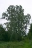 170908_02_pappel_beldorf_02.jpg